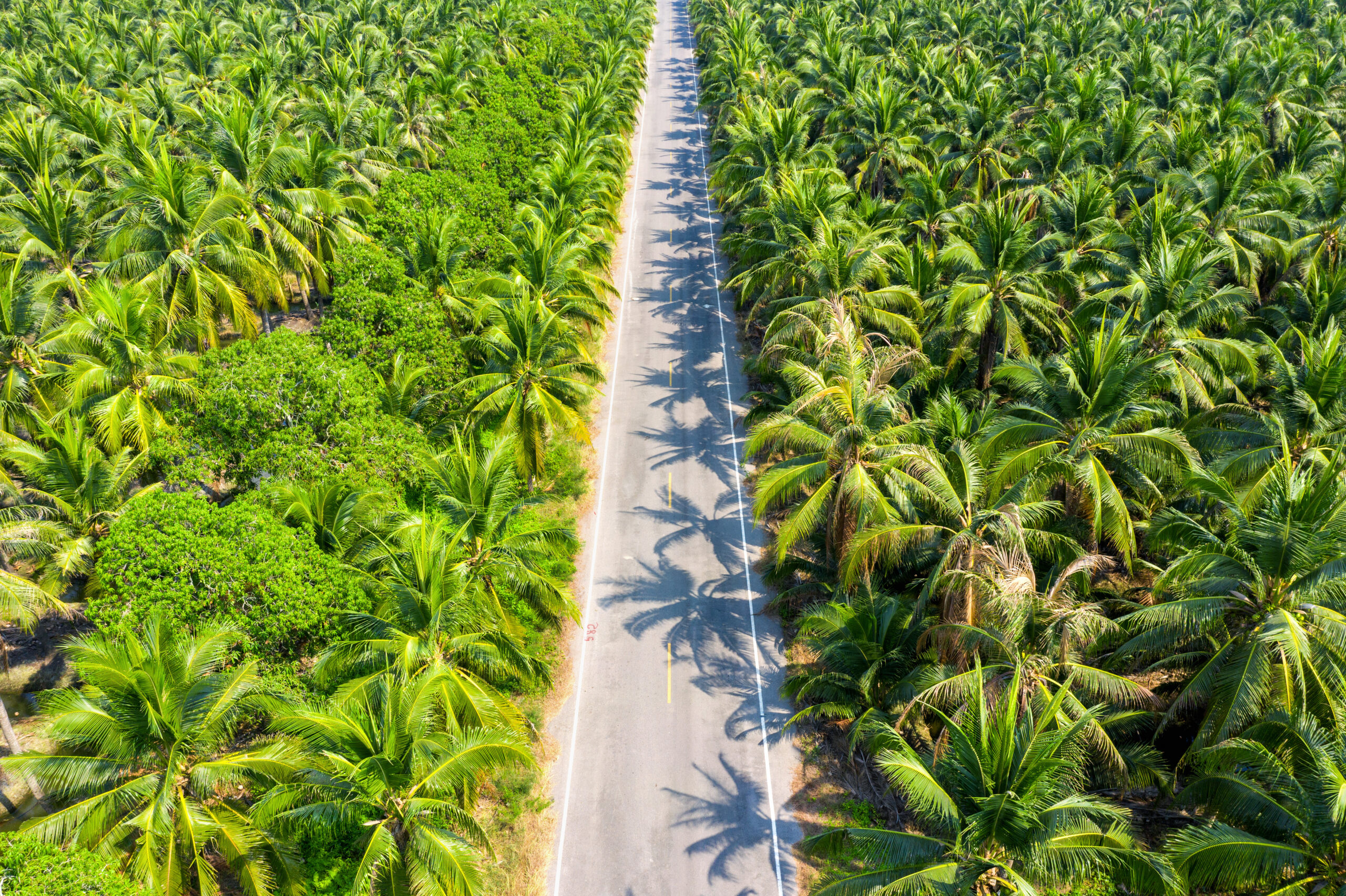 aerial view of coconut palm trees plantation and the road.