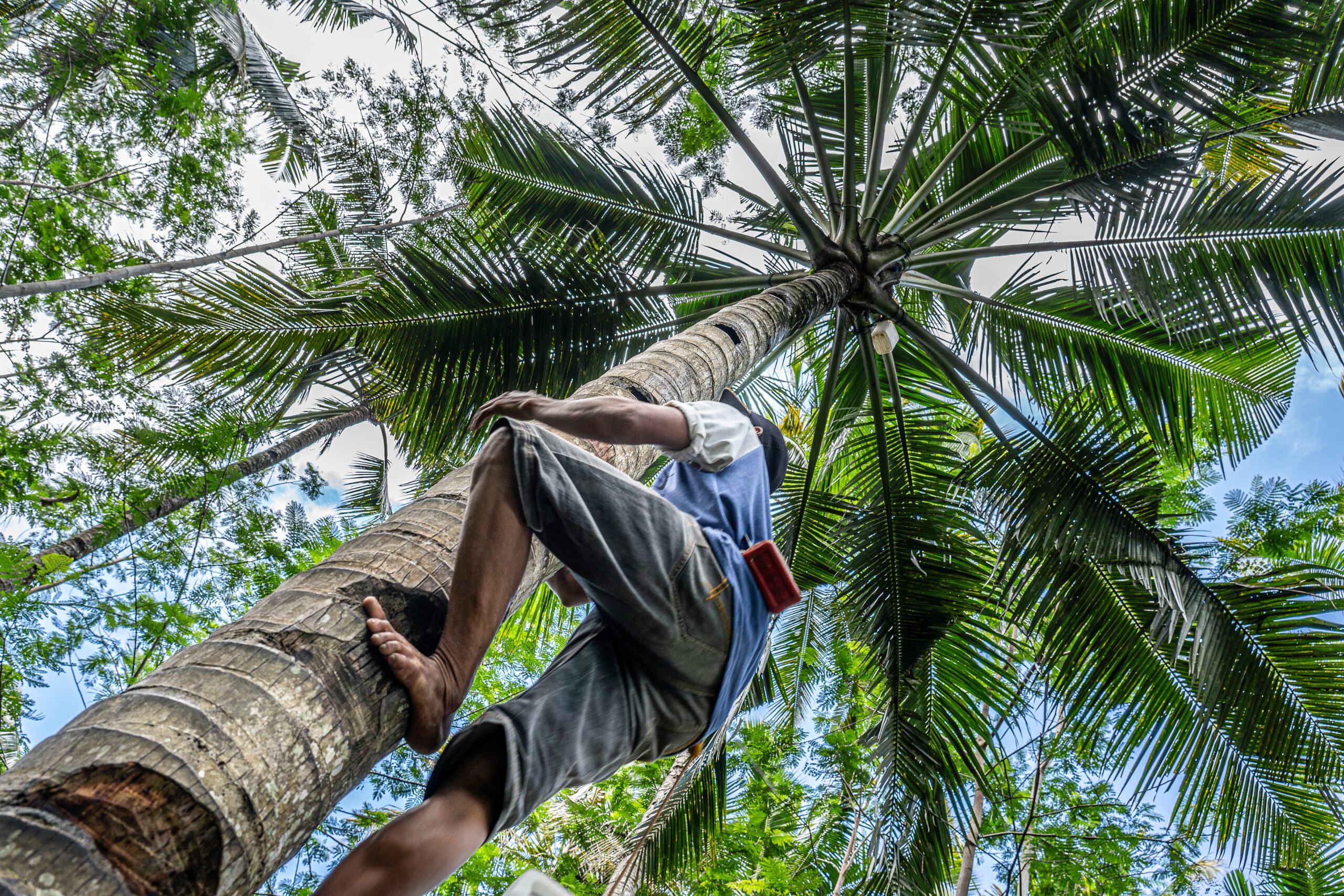 low angle shot of a male climbing a tall palm tree